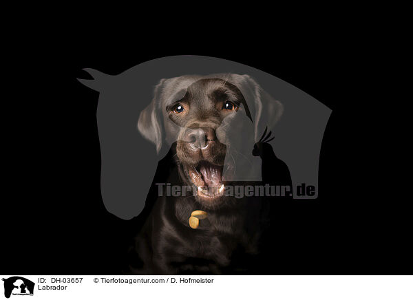 Labrador / Labrador / DH-03657