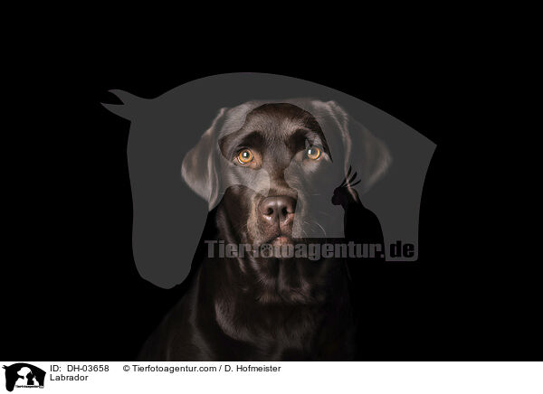 Labrador / Labrador / DH-03658