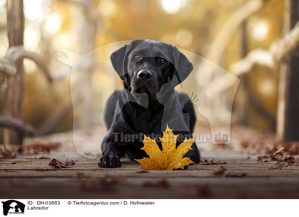 Labrador / Labrador / DH-03663