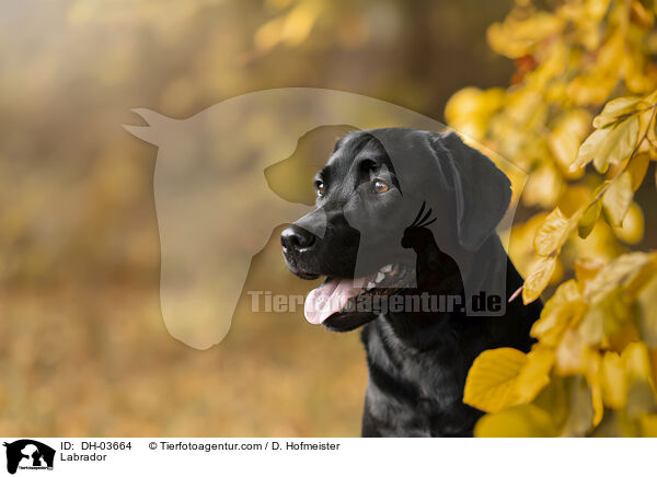 Labrador / Labrador / DH-03664