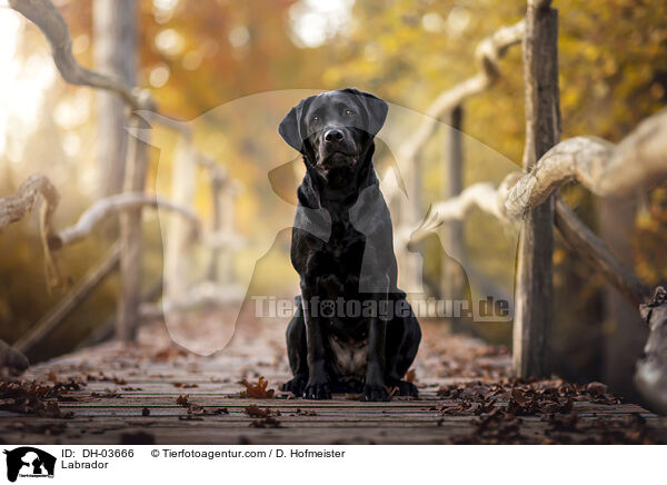 Labrador / Labrador / DH-03666