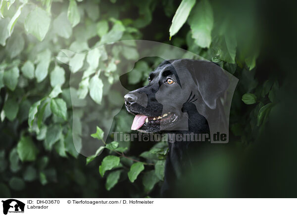 Labrador / Labrador / DH-03670