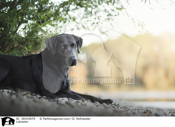 Labrador / Labrador / DH-03676