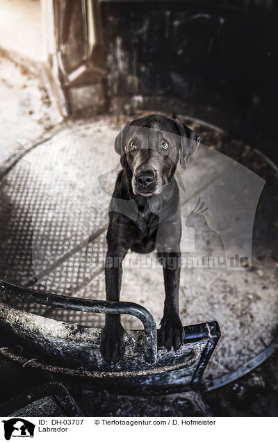 Labrador / Labrador / DH-03707