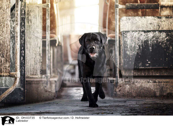 Labrador / Labrador / DH-03735