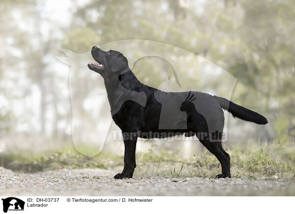 Labrador / Labrador / DH-03737