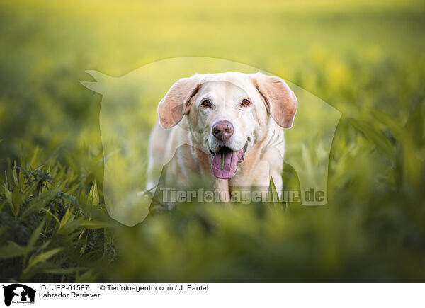 Labrador Retriever / Labrador Retriever / JEP-01587