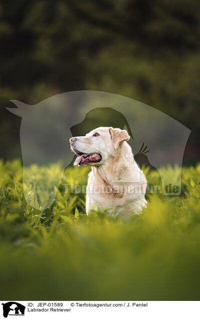 Labrador Retriever / Labrador Retriever / JEP-01589