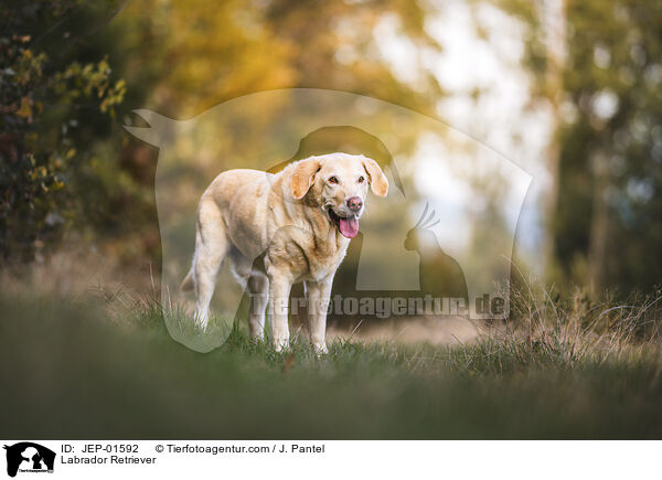 Labrador Retriever / Labrador Retriever / JEP-01592