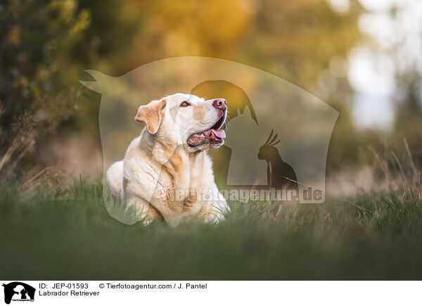 Labrador Retriever / Labrador Retriever / JEP-01593