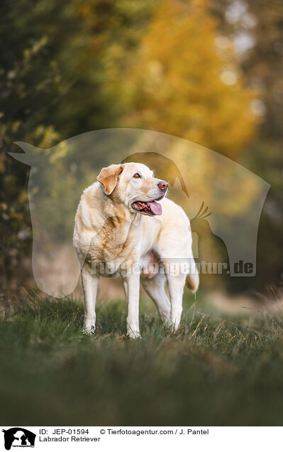 Labrador Retriever / Labrador Retriever / JEP-01594