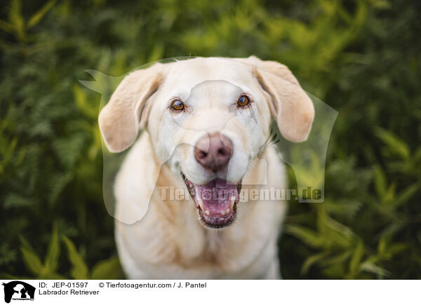 Labrador Retriever / Labrador Retriever / JEP-01597