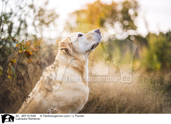 Labrador Retriever / Labrador Retriever / JEP-01599