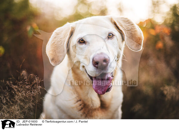 Labrador Retriever / Labrador Retriever / JEP-01600