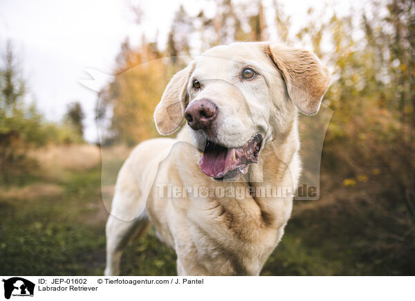 Labrador Retriever / Labrador Retriever / JEP-01602