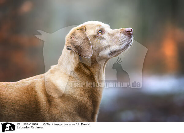 Labrador Retriever / Labrador Retriever / JEP-01607