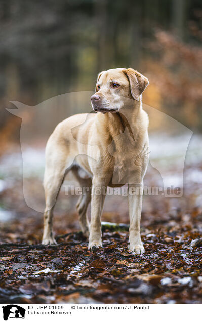 Labrador Retriever / Labrador Retriever / JEP-01609