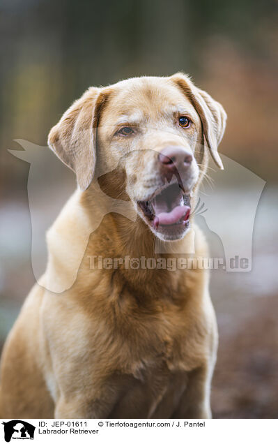 Labrador Retriever / Labrador Retriever / JEP-01611