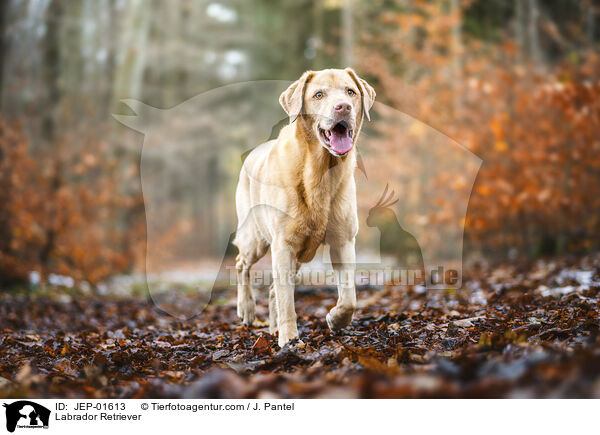 Labrador Retriever / Labrador Retriever / JEP-01613