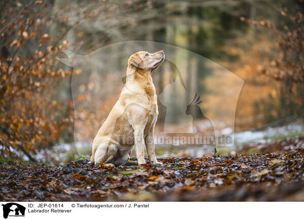 Labrador Retriever / Labrador Retriever / JEP-01614