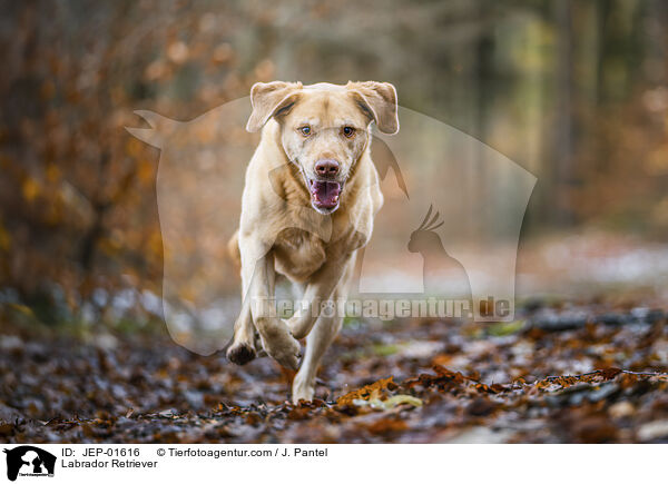 Labrador Retriever / Labrador Retriever / JEP-01616