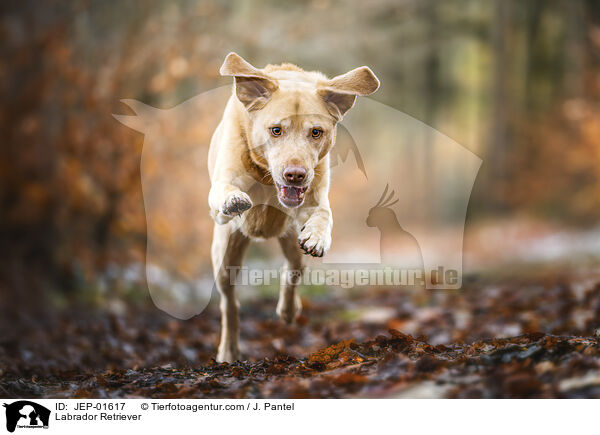 Labrador Retriever / Labrador Retriever / JEP-01617