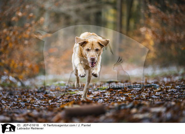 Labrador Retriever / Labrador Retriever / JEP-01618