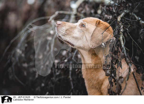 Labrador Retriever / Labrador Retriever / JEP-01625