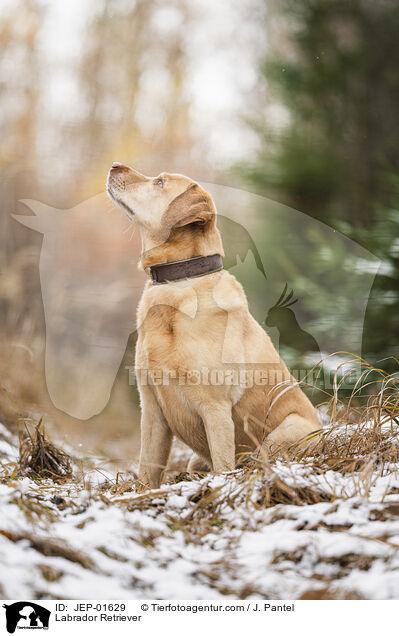 Labrador Retriever / Labrador Retriever / JEP-01629