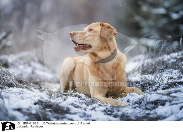 Labrador Retriever / Labrador Retriever / JEP-01631