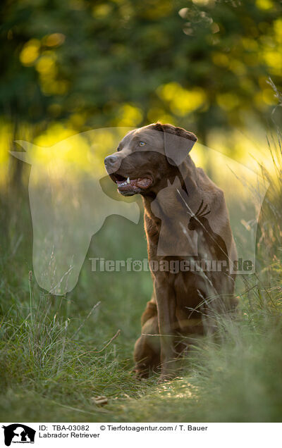 Labrador Retriever / Labrador Retriever / TBA-03082