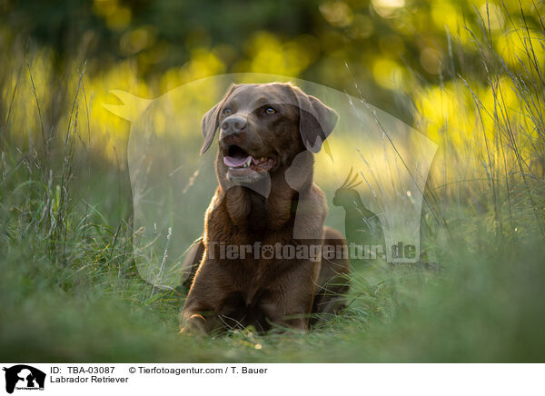 Labrador Retriever / Labrador Retriever / TBA-03087