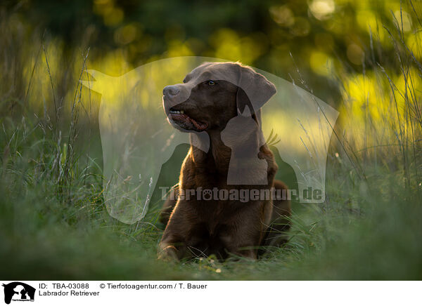 Labrador Retriever / Labrador Retriever / TBA-03088