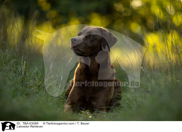 Labrador Retriever / Labrador Retriever / TBA-03089