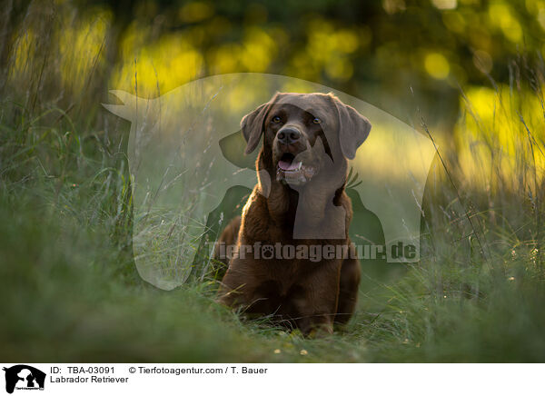 Labrador Retriever / Labrador Retriever / TBA-03091