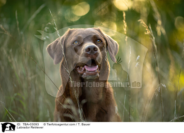 Labrador Retriever / Labrador Retriever / TBA-03093