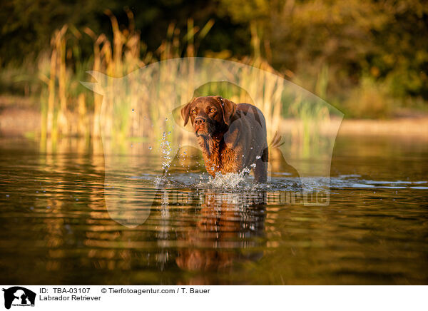 Labrador Retriever / Labrador Retriever / TBA-03107