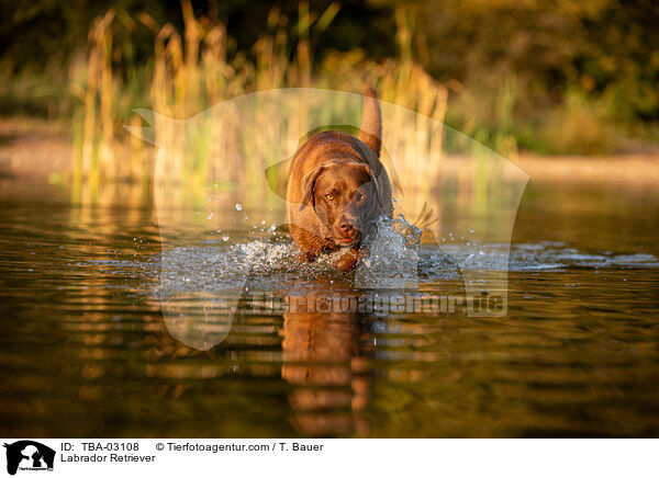 Labrador Retriever / Labrador Retriever / TBA-03108