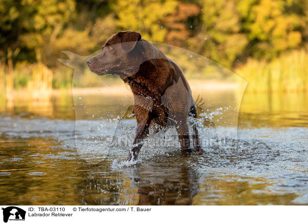 Labrador Retriever / Labrador Retriever / TBA-03110