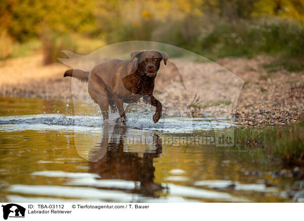 Labrador Retriever / Labrador Retriever / TBA-03112