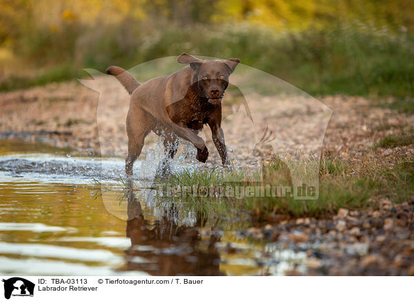 Labrador Retriever / Labrador Retriever / TBA-03113