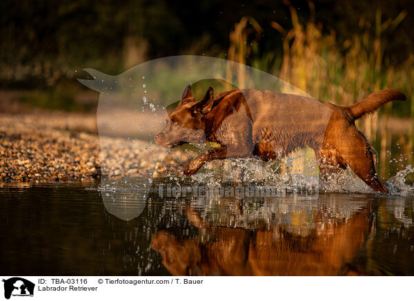 Labrador Retriever / Labrador Retriever / TBA-03116