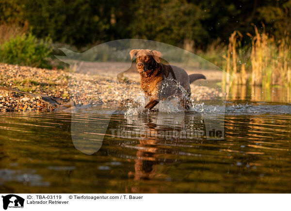 Labrador Retriever / Labrador Retriever / TBA-03119