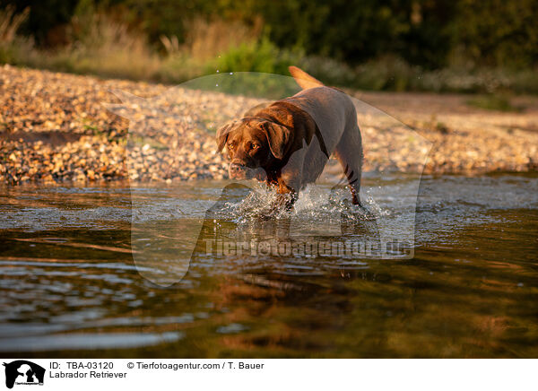 Labrador Retriever / Labrador Retriever / TBA-03120