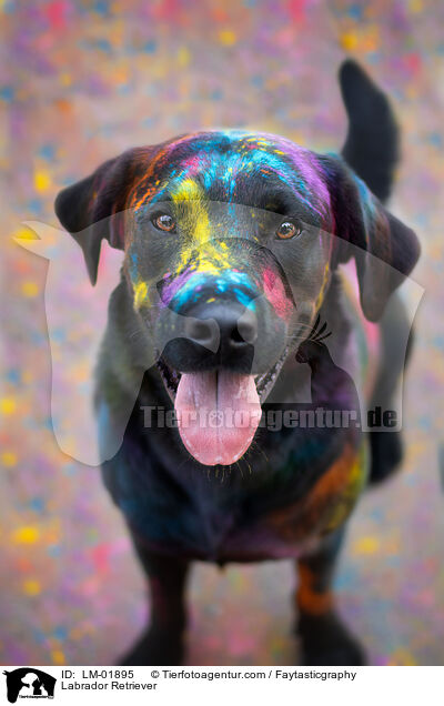 Labrador Retriever / Labrador Retriever / LM-01895