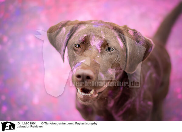 Labrador Retriever / Labrador Retriever / LM-01901