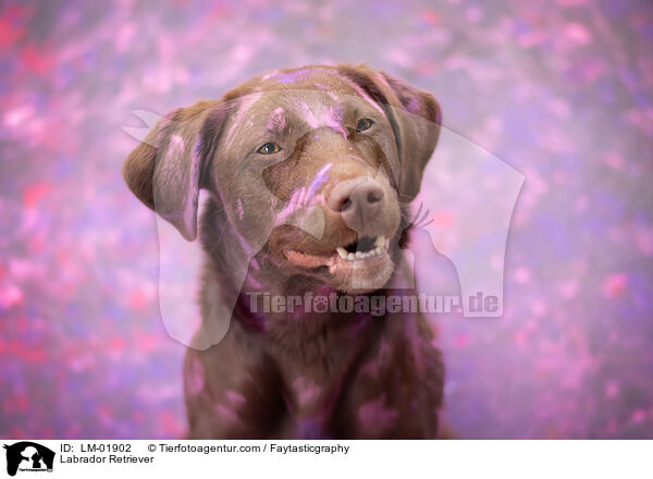 Labrador Retriever / Labrador Retriever / LM-01902