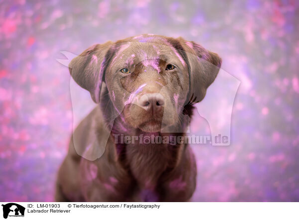 Labrador Retriever / Labrador Retriever / LM-01903