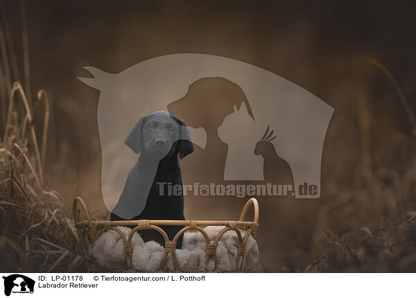 Labrador Retriever / Labrador Retriever / LP-01178