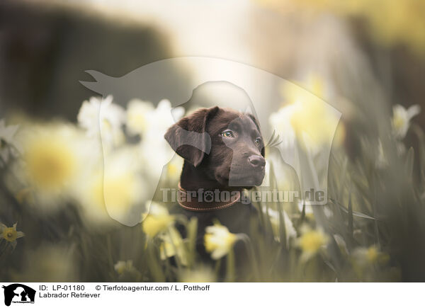 Labrador Retriever / Labrador Retriever / LP-01180